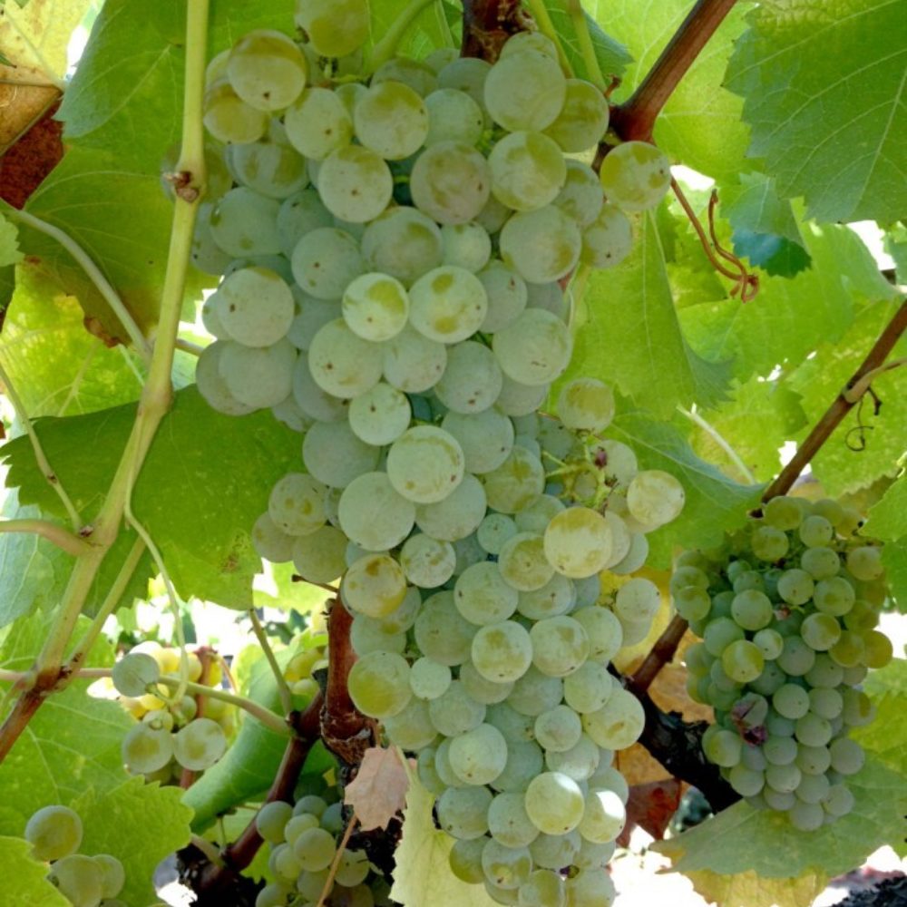 Producing a single late harvest wine September-Semillon-726x1024.jpg