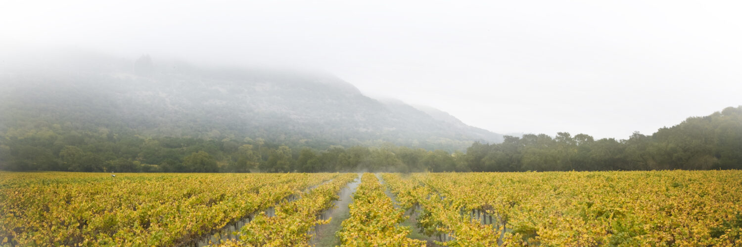 Dolce Wines vineyards header